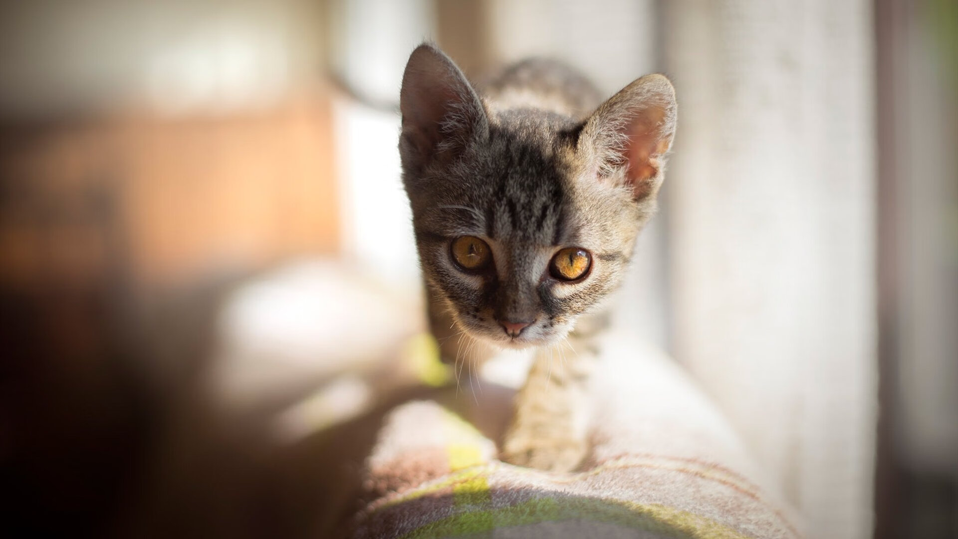 《电竞赛事直播效果分析:视听体验不断提升》,游戏电竞类直播节目