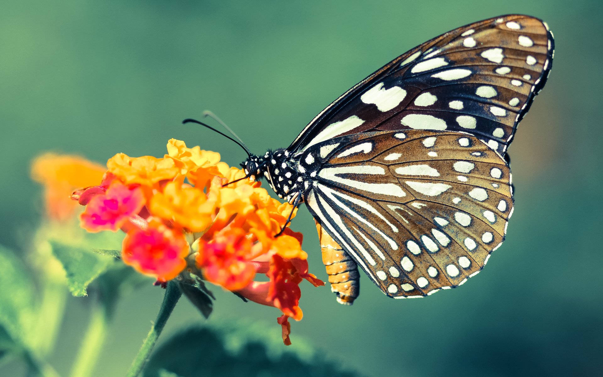 史上最“燃”绝杀!那些令人血脉喷张的瞬间回顾!,超燃绝杀