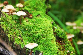 开云彩票-技术突破：球员“天赋”背后的训练秘密，球员突破技巧