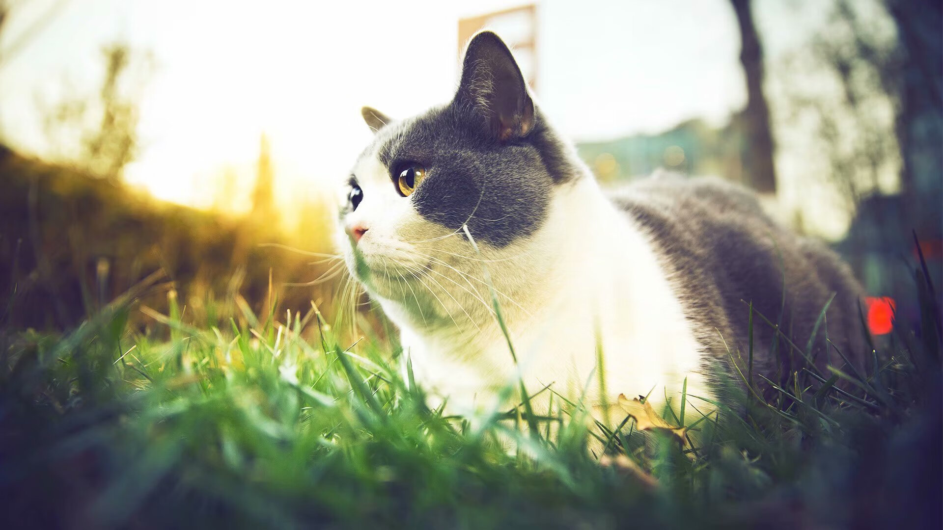 主场作战压力大?法国球员回应争议,法国队客场